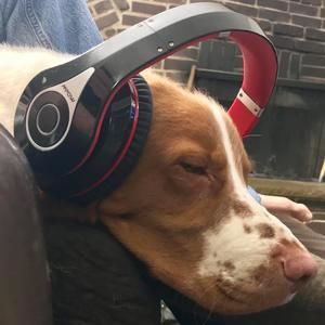 Meet your Posher, Daisy